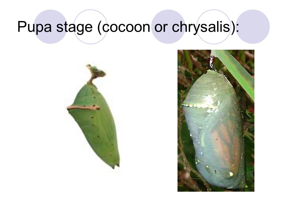 Pupa stage (cocoon or chrysalis):