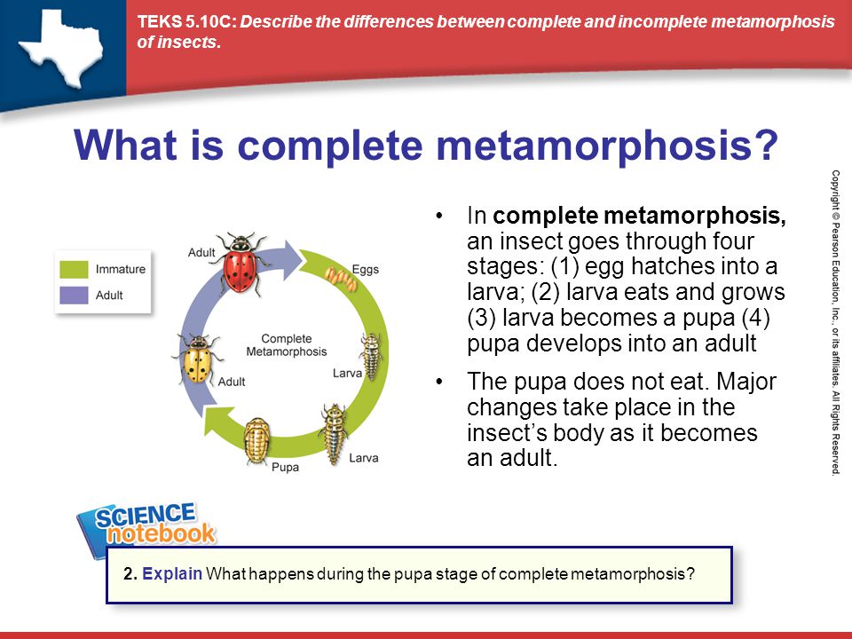 What is complete metamorphosis