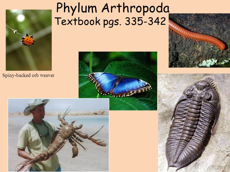 Phylum Arthropoda Textbook pgs