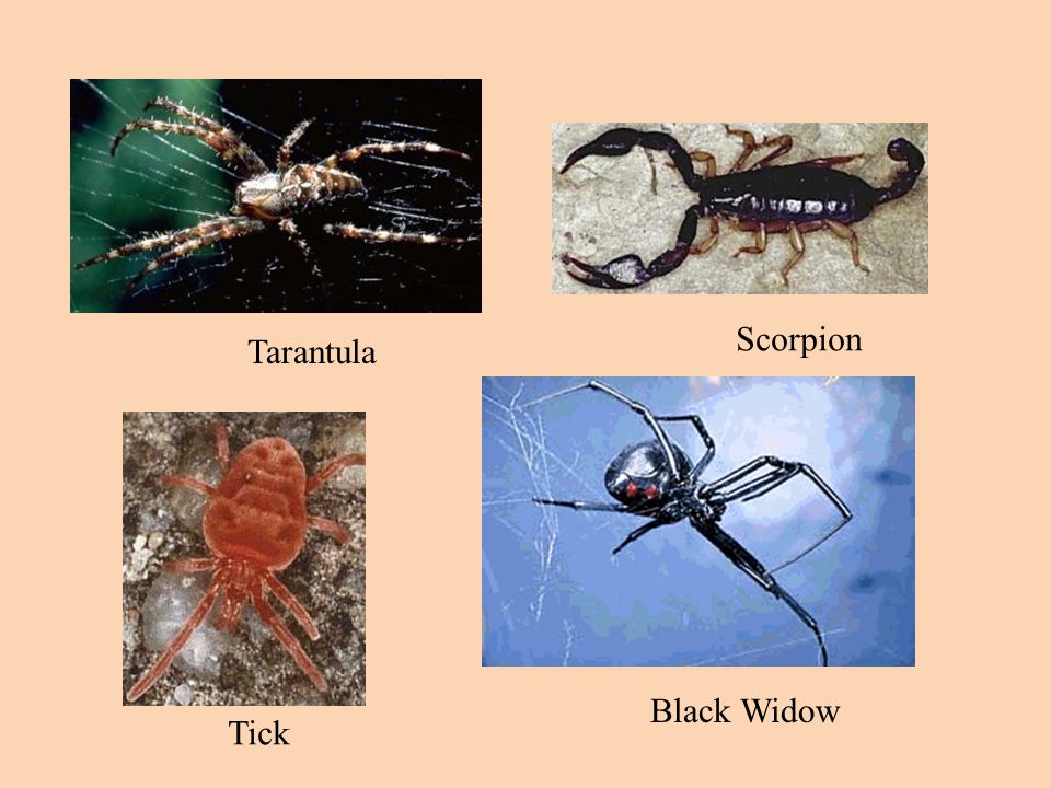 Scorpion Tarantula Black Widow Tick