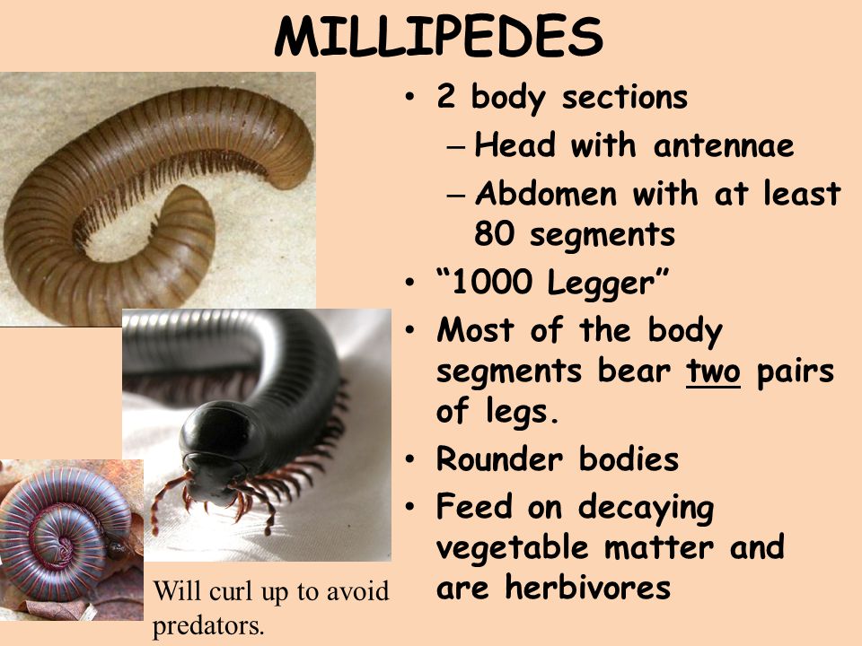 MILLIPEDES 2 body sections Head with antennae