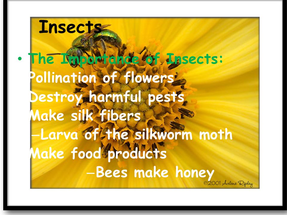 Insects The Importance of Insects: Pollination of flowers