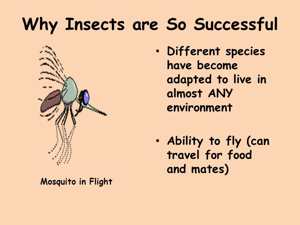 Why Insects are So Successful