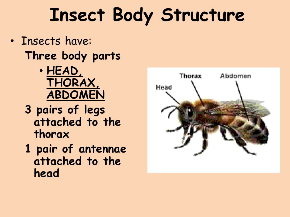 Insect Body Structure Insects have: Three body parts