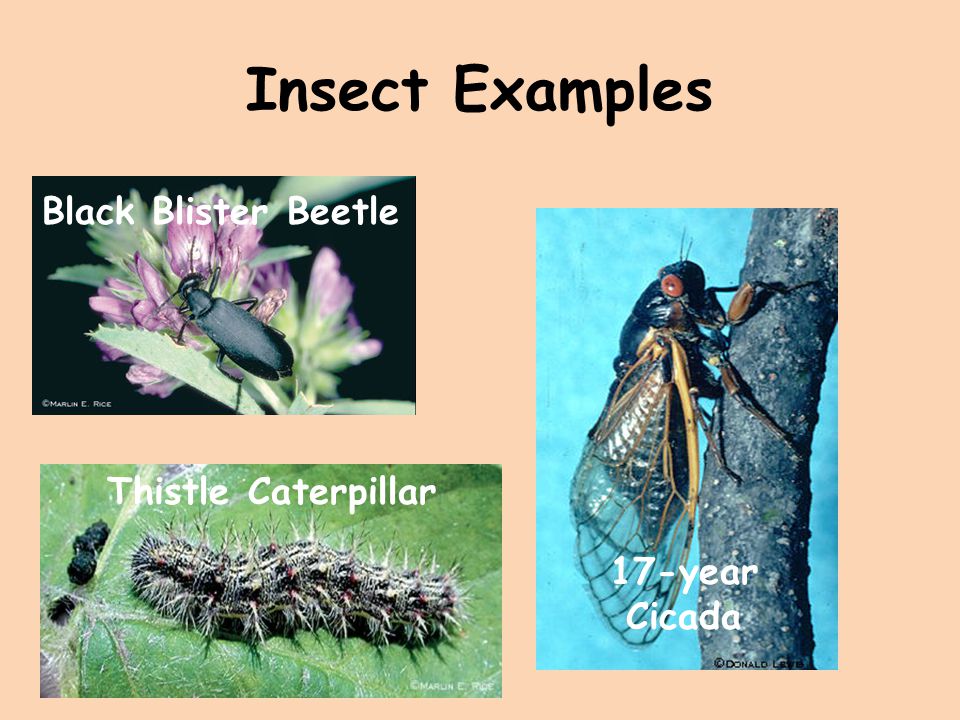 Insect Examples Black Blister Beetle Thistle Caterpillar