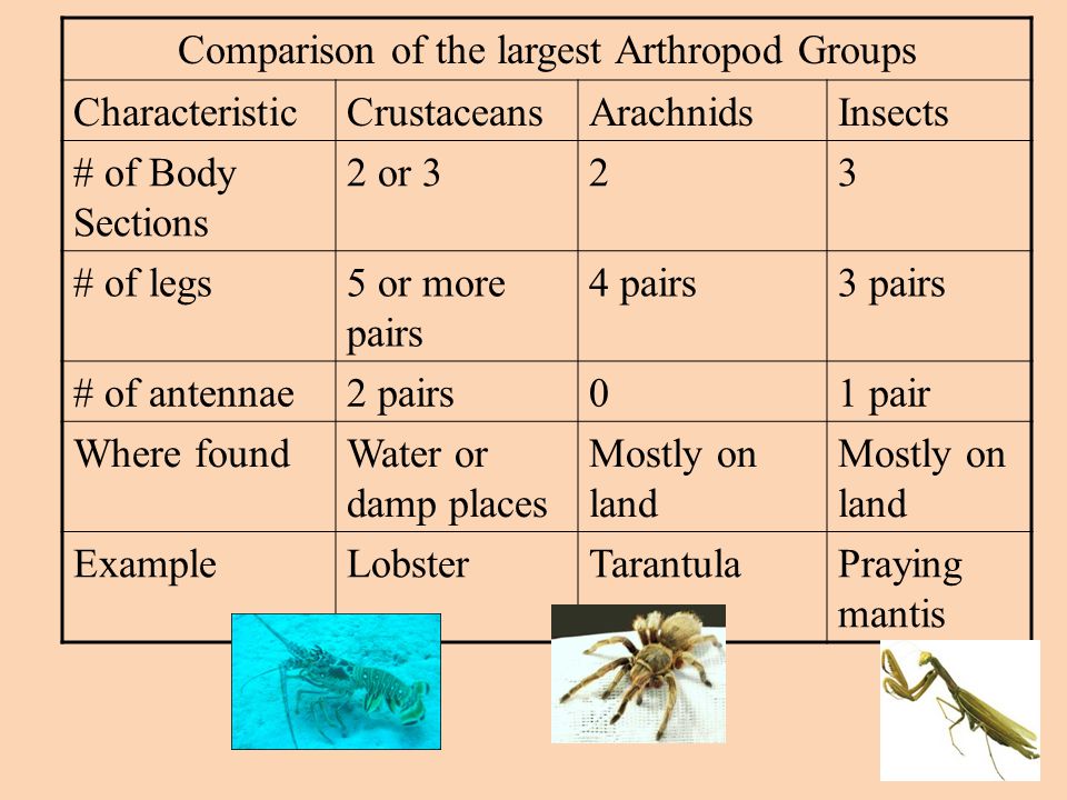Comparison of the largest Arthropod Groups
