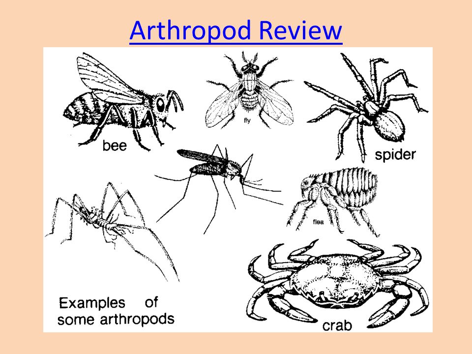 Arthropod Review