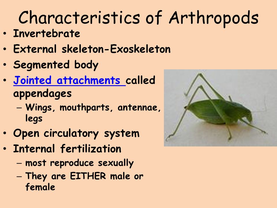 Characteristics of Arthropods