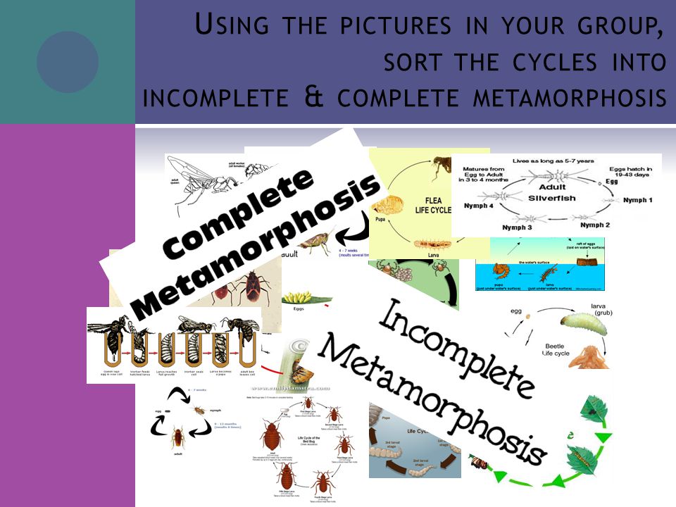 Using the pictures in your group, sort the cycles into incomplete & complete metamorphosis