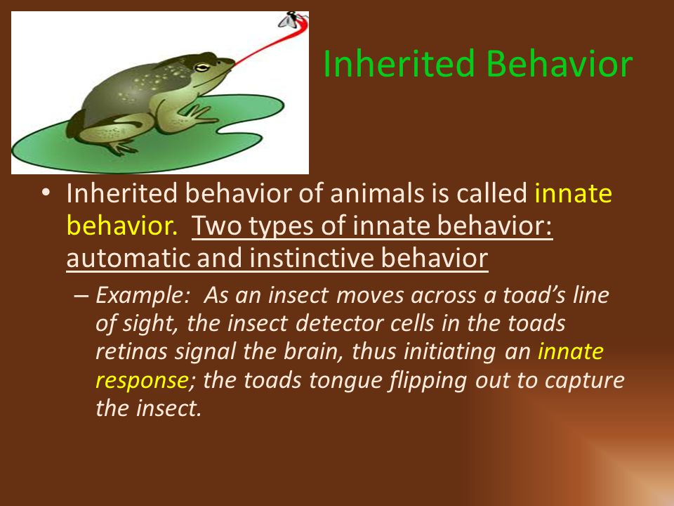 Animal Behavior. - ppt video online download