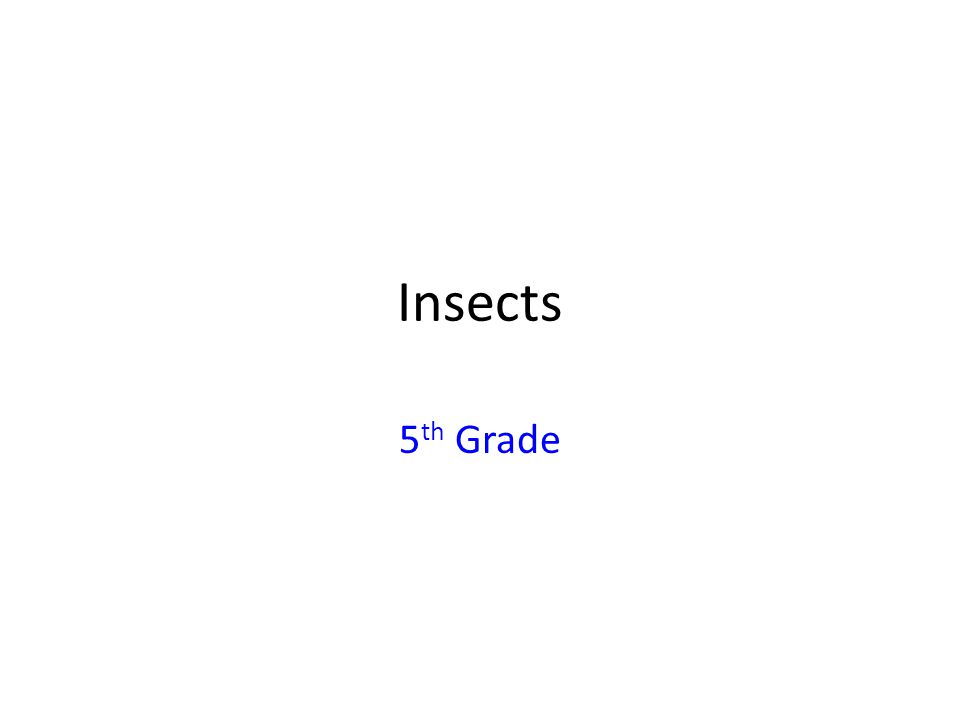 Insects 5th Grade