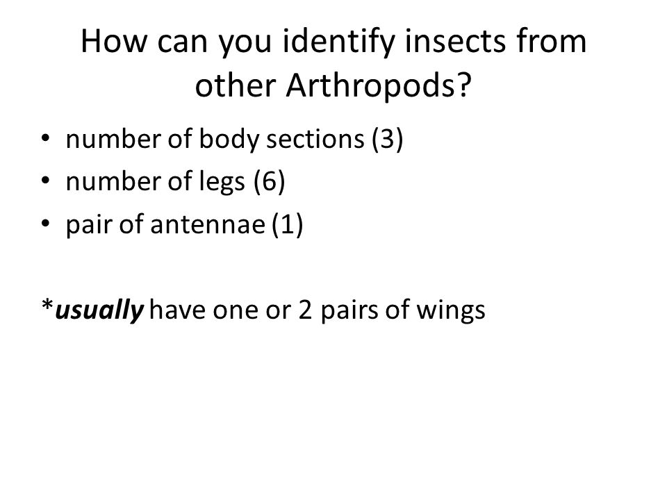 How can you identify insects from other Arthropods
