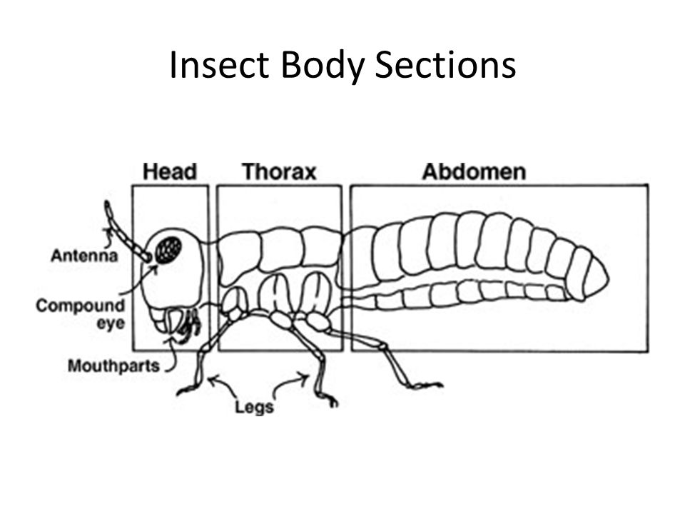 Insect Body Sections