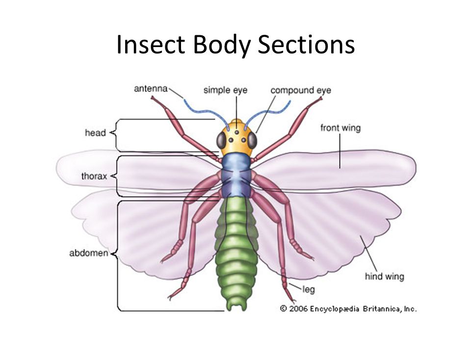 Insect Body Sections