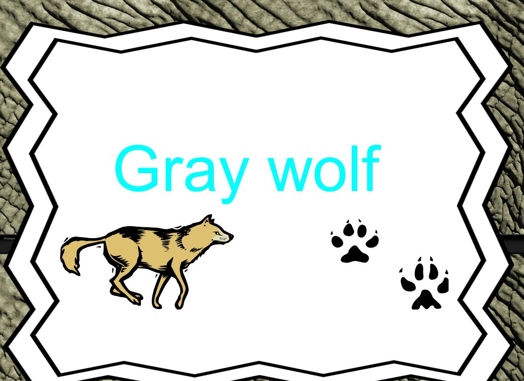 Gray wolf Animal Reports