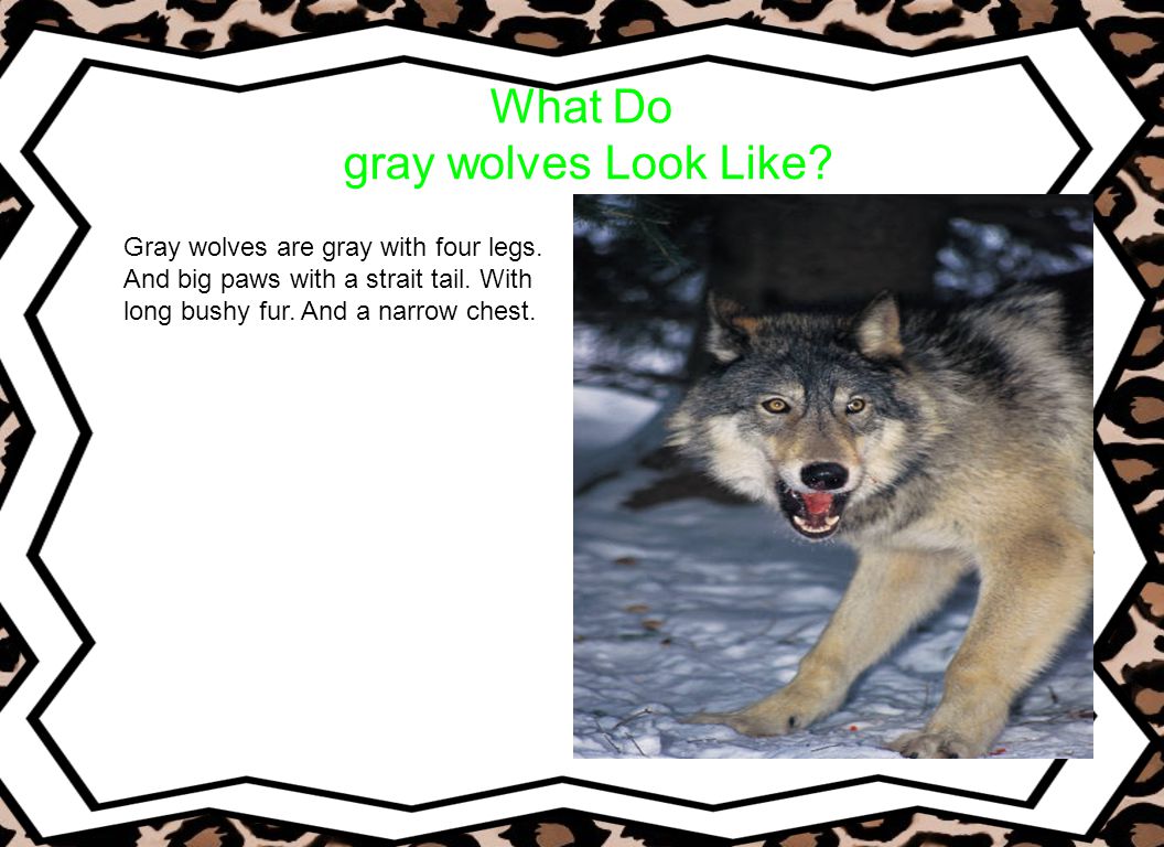 What Do gray wolves Look Like