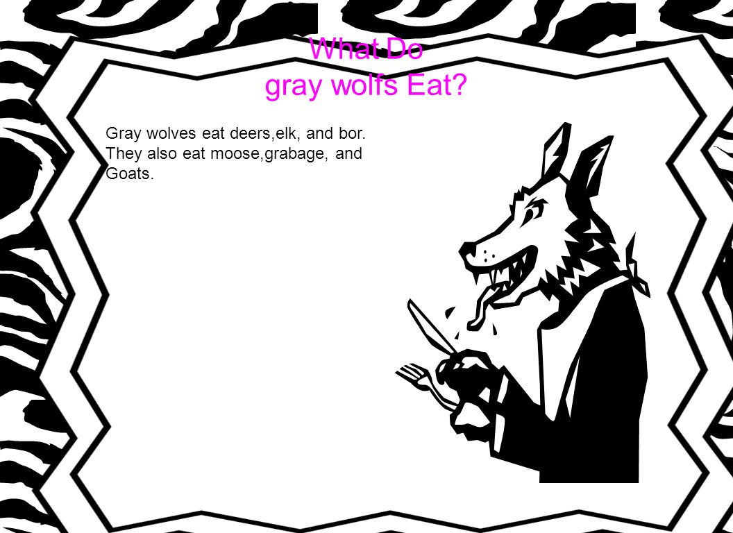 What Do gray wolfs Eat Gray wolves eat deers,elk, and bor.