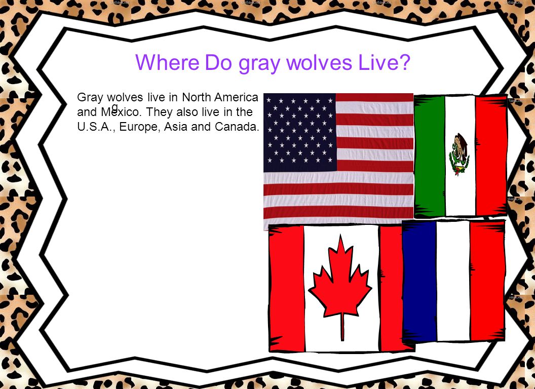 Where Do gray wolves Live