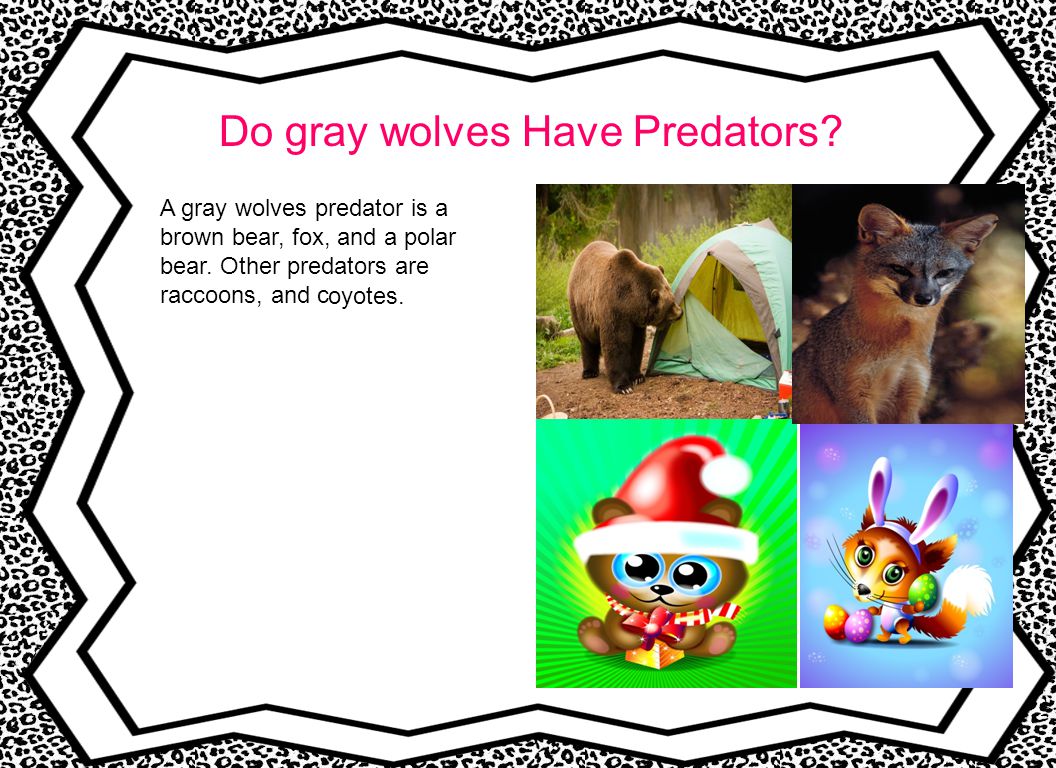 Do gray wolves Have Predators