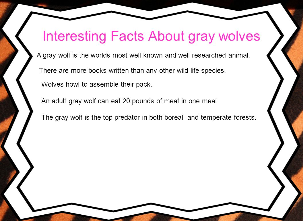 Interesting Facts About gray wolves