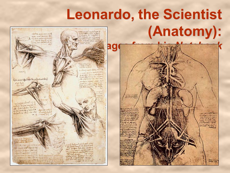 Leonardo, the Scientist (Anatomy): Pages from his Notebook