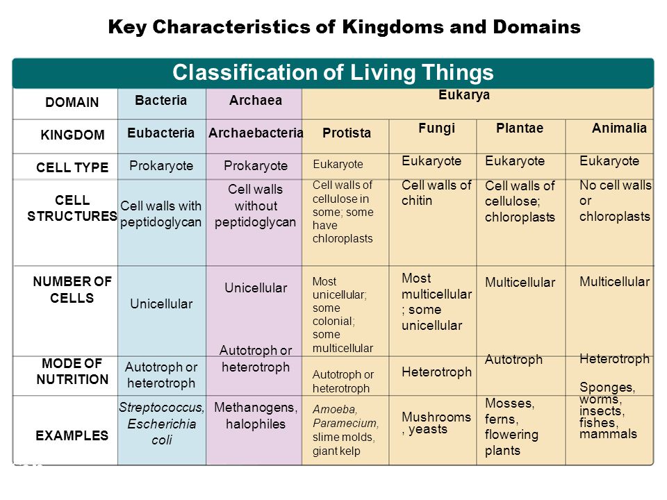 Domain Kingdom Chart