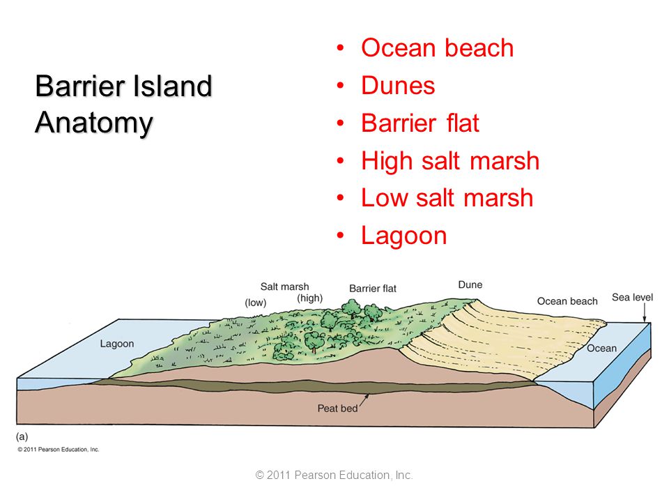 Barrier Island Anatomy