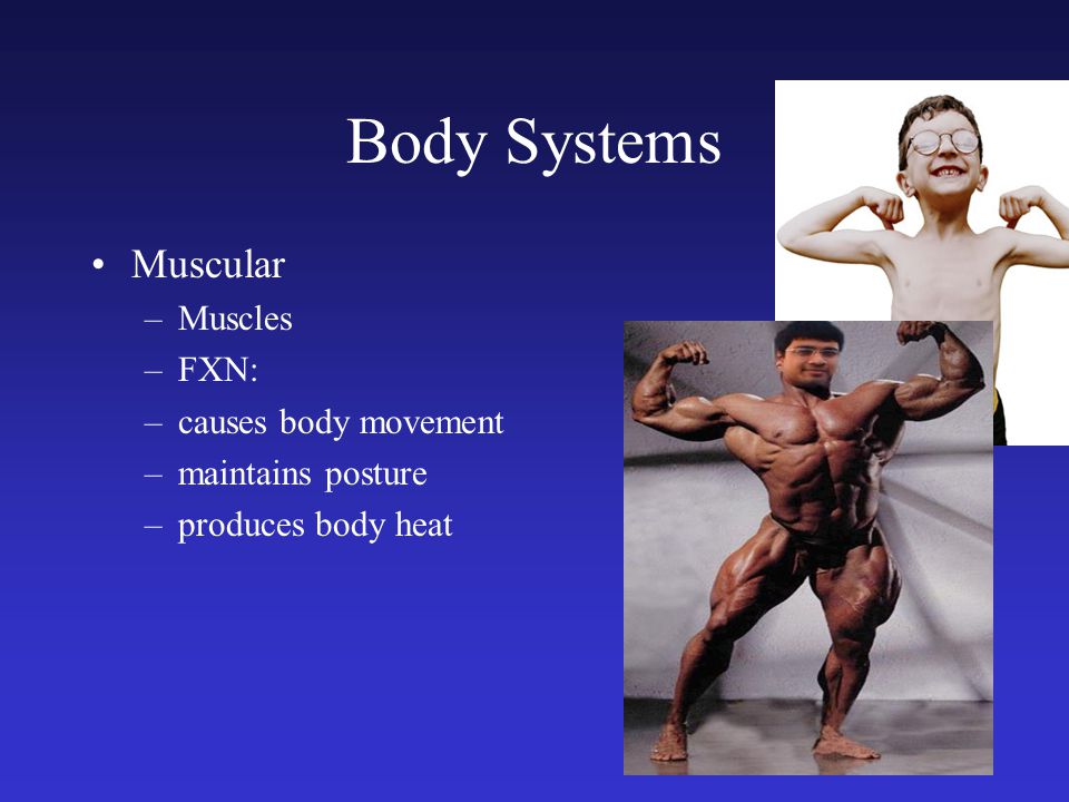 Body Systems Muscular Muscles FXN: causes body movement