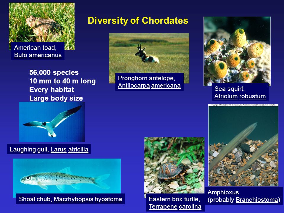Diversity of Chordates