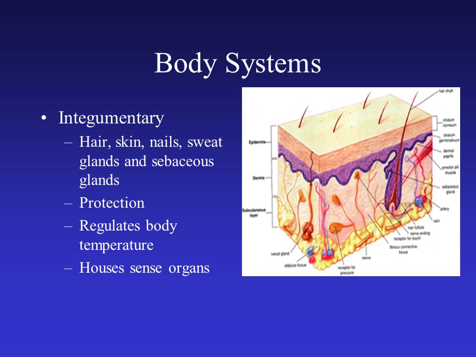 Body Systems Integumentary