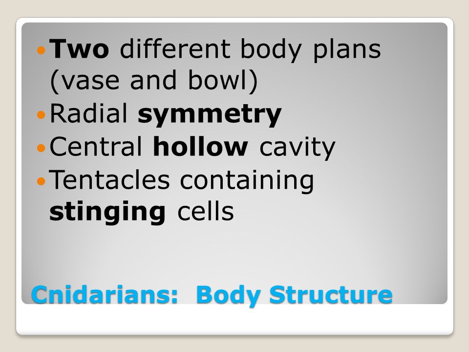 Cnidarians: Body Structure