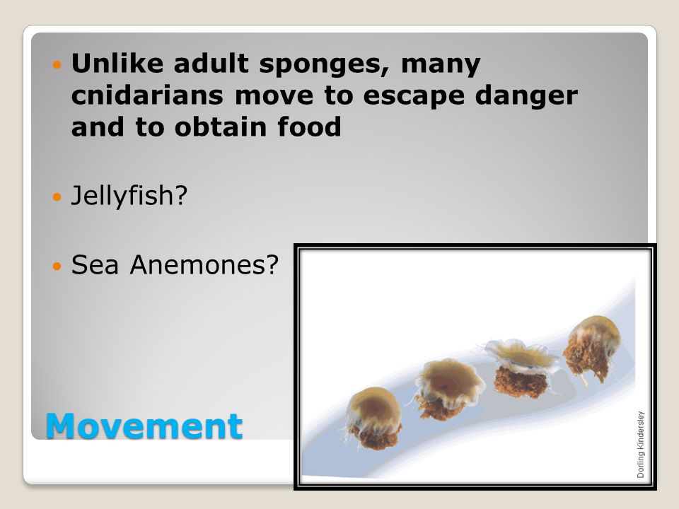 Unlike adult sponges, many cnidarians move to escape danger and to obtain food