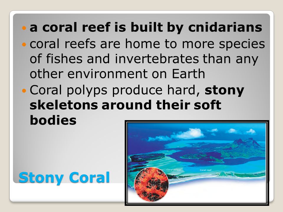 Stony Coral a coral reef is built by cnidarians