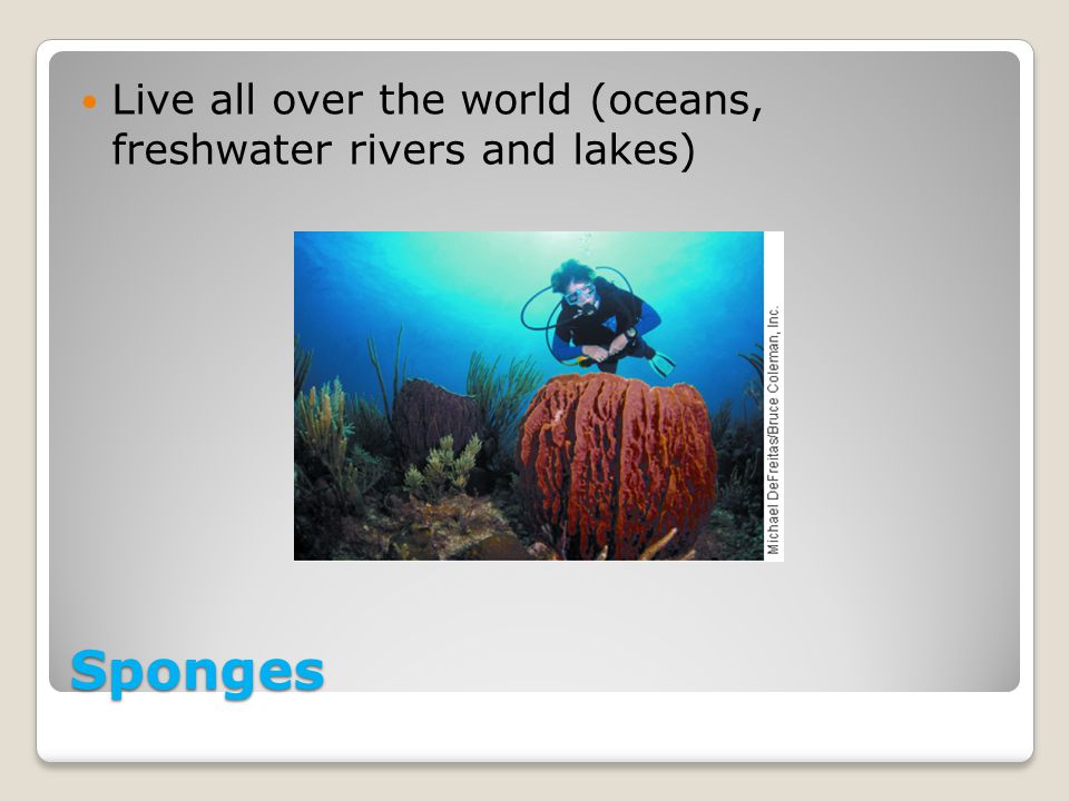 Live all over the world (oceans, freshwater rivers and lakes)