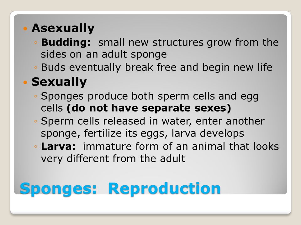 Sponges: Reproduction