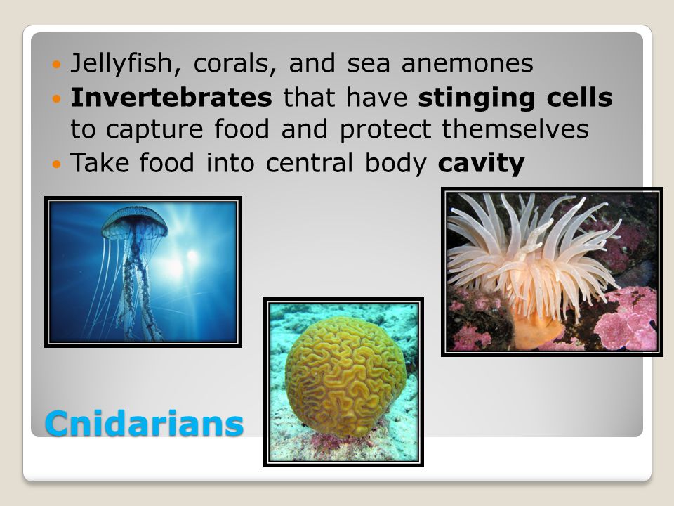 Cnidarians Jellyfish, corals, and sea anemones