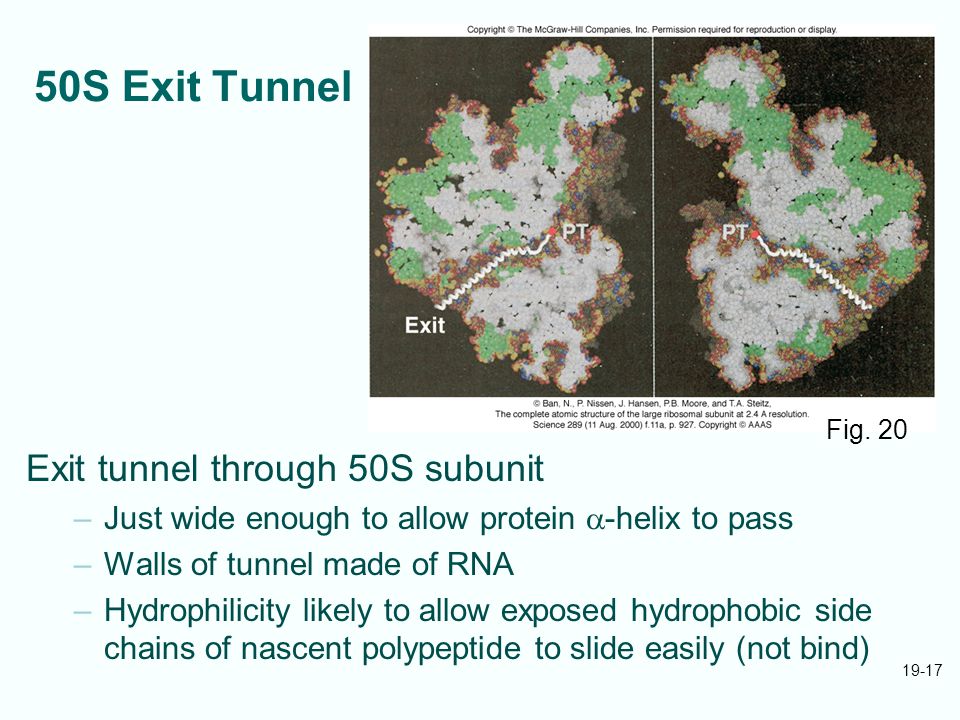 50S Exit Tunnel Exit tunnel through 50S subunit
