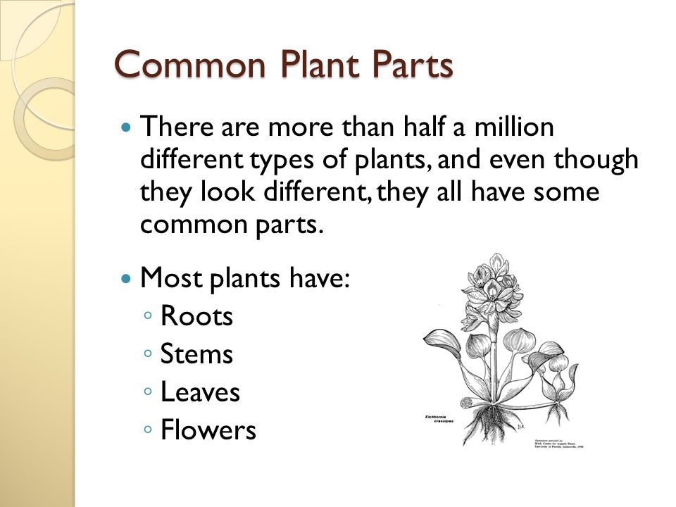 Common Plant Parts