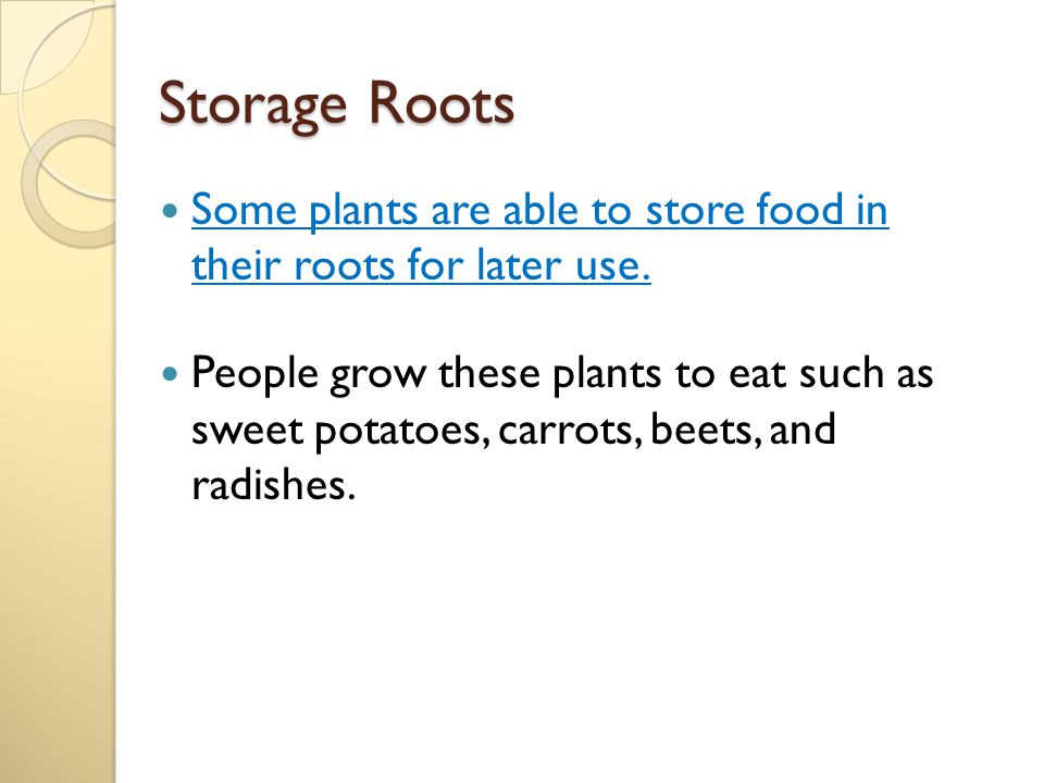 Storage Roots Some plants are able to store food in their roots for later use.
