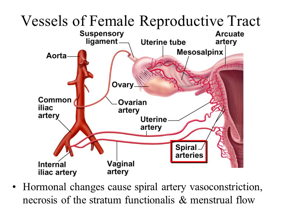 Vessels of Female Reproductive Tract.