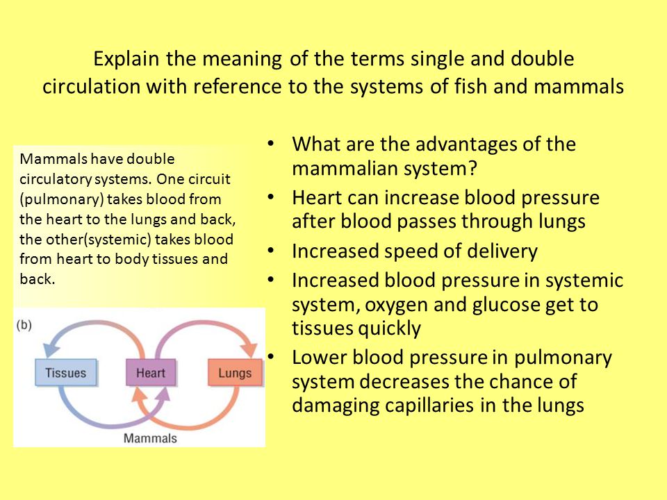 Exchange and Transport Heart and Circulation - ppt download