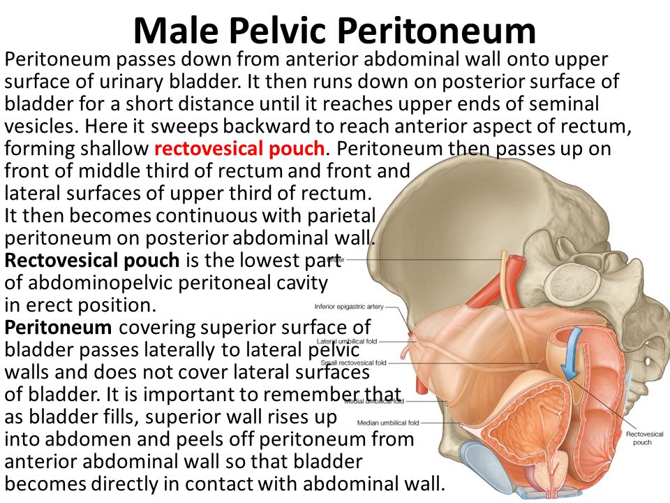 Male Pelvic Peritoneum