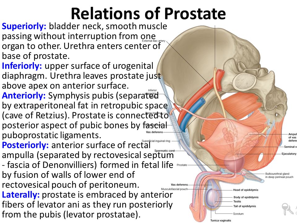 Relations of Prostate