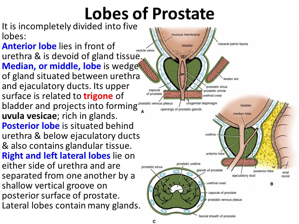 Lobes of Prostate