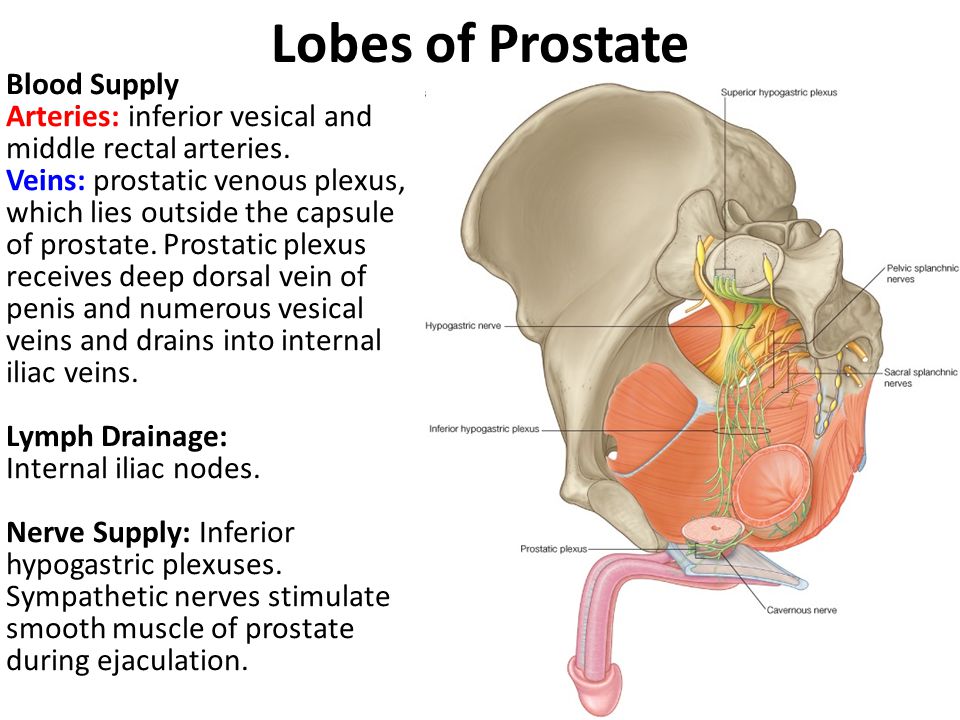 Lobes of Prostate