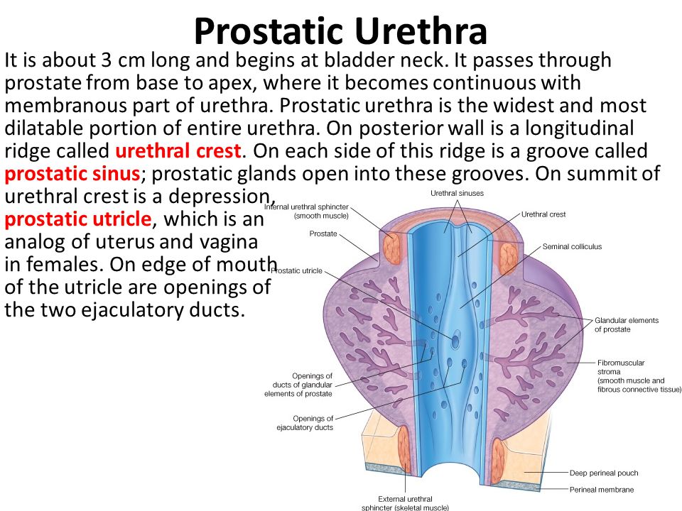 Prostatic Urethra