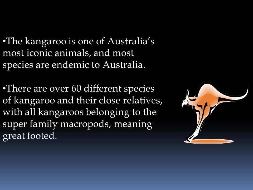 Australian Kangaroos. - ppt video online download