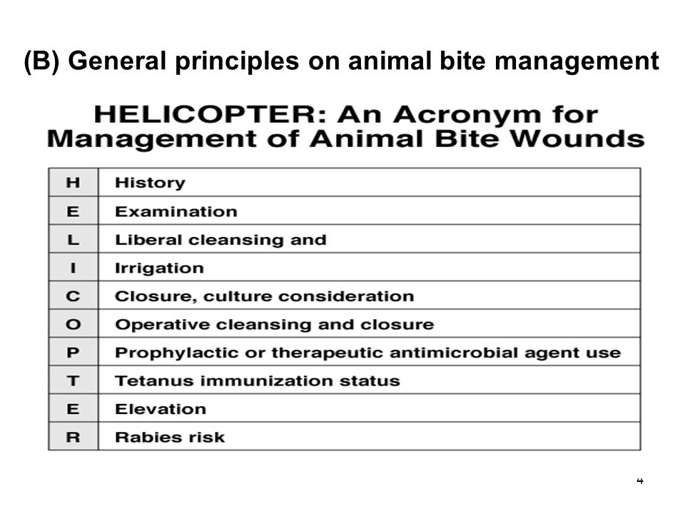 Approach to animal bites - ppt download