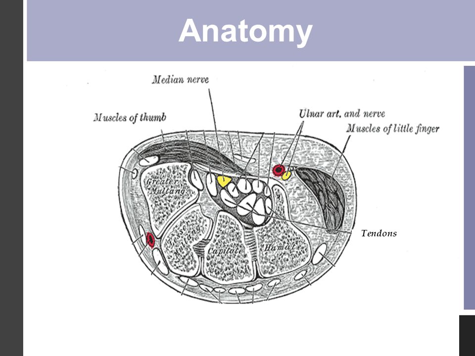 Anatomy Tendons