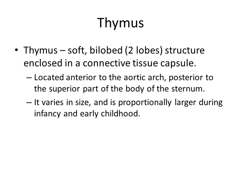 Thymus Thymus – soft, bilobed (2 lobes) structure enclosed in a connective tissue capsule.